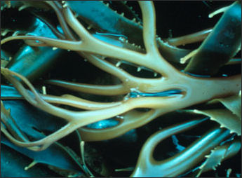 20110307-NOAA seaweed branches_100.jpg